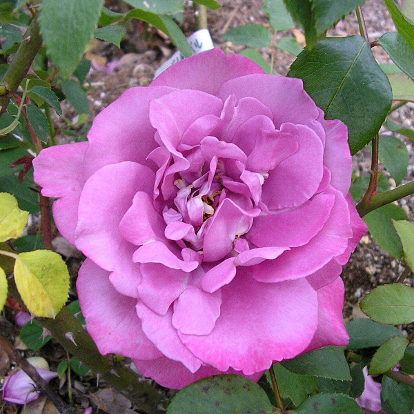 Роза флорибунда Дойче Велле фото 1 