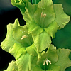 Гладиолус крупноцветковый Мисс Грин фото 2 