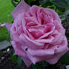 Роза чайно-гибридная Липарфюм фото 1 
