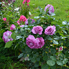 Роза чайно-гибридная Виолет Парфюм (Violette Parfume) фото 3 