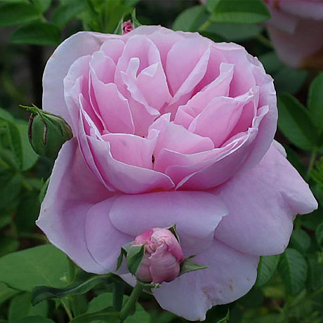 Роза чайно-гибридная Липарфюм фото Роза чайно-гибридная Липарфюм 