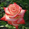 Роза чайно-гибридная Императрица Фара фото 7 