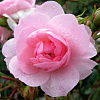 Роза флорибунда Боника фото 2 