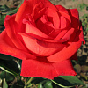 Роза чайно-гибридная Холстенперл фото 1 