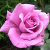Роза флорибунда Дойче Велле фото 2 