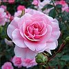 Роза флорибунда Боника фото 3 