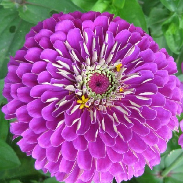 Цинния георгиноцветковая Фиолетовая королева фото 2 
