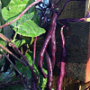 Фасоль овощная Румба фото 1 